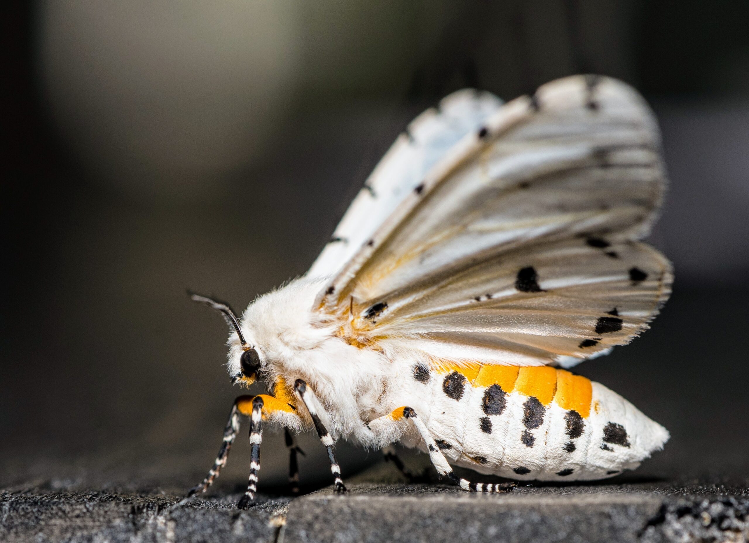 Ermine Moth with wings spread. Image from Earth.com. https://www.earth.com/news/how-ermine-moths-effortlessly-produce-ultrasonic-warning-sounds/