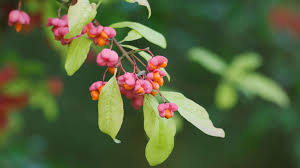European Spindle Tree. Image from Woodland Trust. https://www.woodlandtrust.org.uk/trees-woods-and-wildlife/british-trees/a-z-of-british-trees/spindle/
