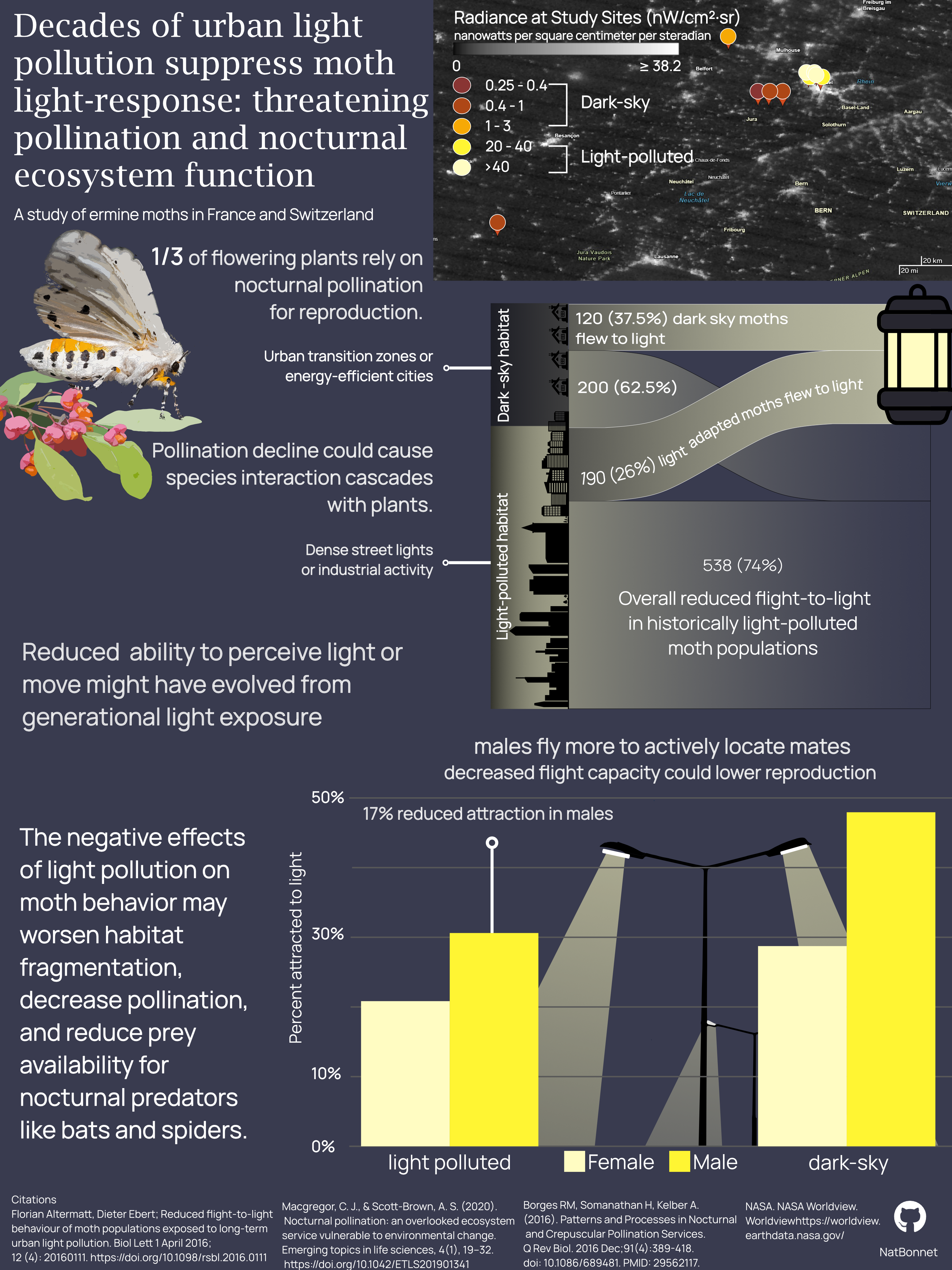 Infographic describing a study on ermine moth populations. A map of study sites categorizes light pollution bins and study site locations. An alluvial flow diagram shows that a smaller proportion of moths from historically light-polluted areas fly towards a light source. A bar chart shows that male moths are more mobile (show more attraction) than female moths.